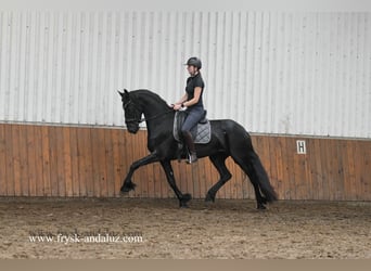 Friesen, Stute, 3 Jahre, 169 cm, Rappe