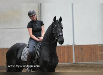 Friesen, Stute, 3 Jahre, 169 cm, Rappe