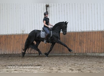 Friesen, Stute, 3 Jahre, 169 cm, Rappe