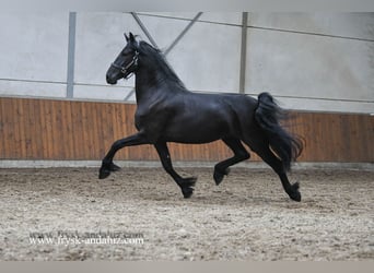 Friesen, Stute, 3 Jahre, Rappe