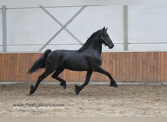 Friesen, Stute, 3 Jahre, Rappe