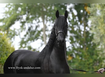 Friesen, Stute, 3 Jahre, Rappe