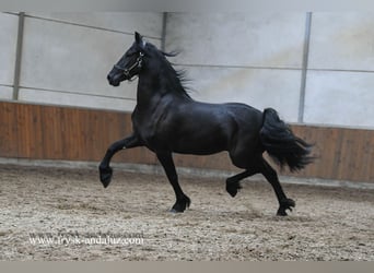 Friesen, Stute, 3 Jahre, Rappe