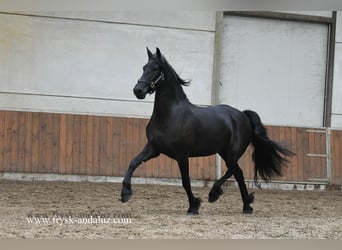 Friesen, Stute, 3 Jahre, Rappe