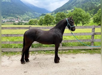Friesen, Stute, 3 Jahre, Rappe