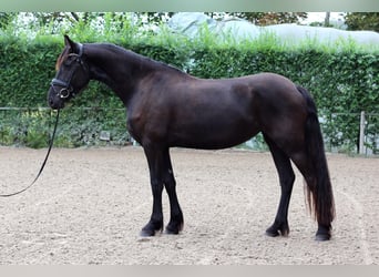 Friesen, Stute, 3 Jahre, Rappe