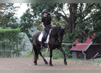 Friesen, Stute, 3 Jahre, Rappe