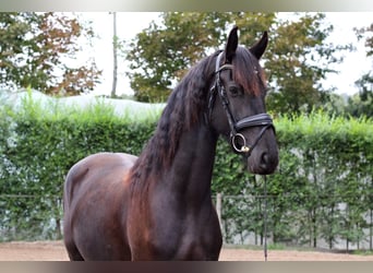 Friesen, Stute, 3 Jahre, Rappe