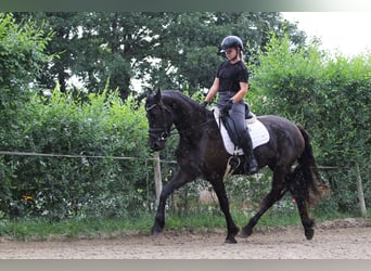Friesen, Stute, 3 Jahre, Rappe