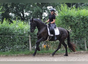 Friesen, Stute, 3 Jahre, Rappe
