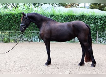 Friesen, Stute, 3 Jahre, Rappe