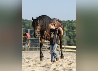 Friesen, Stute, 3 Jahre, Rappe