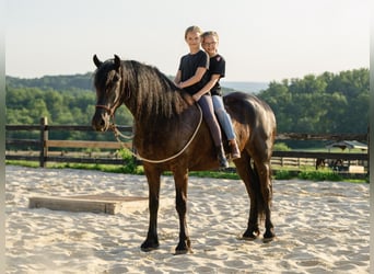 Friesen, Stute, 3 Jahre, Rappe