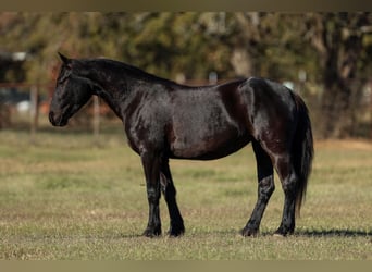 Friesen Mix, Stute, 4 Jahre, 142 cm, Rappe