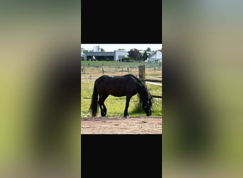 Friesen Mix, Stute, 4 Jahre, 148 cm, Rappe