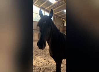 Friesen Mix, Stute, 4 Jahre, 148 cm, Rappe