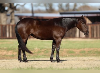 Friesen Mix, Stute, 4 Jahre, 150 cm, Rappe