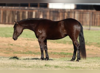 Friesen Mix, Stute, 4 Jahre, 150 cm, Rappe