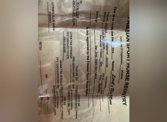 Friesen, Stute, 4 Jahre, 152 cm, Roan-Blue