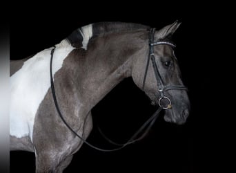 Friesen Mix, Stute, 4 Jahre, 152 cm, Schecke