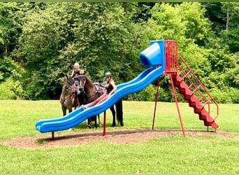 Friesen Mix, Stute, 4 Jahre, 152 cm, Schecke