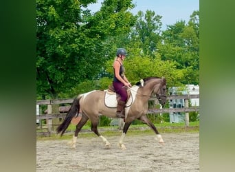 Friesen Mix, Stute, 4 Jahre, 152 cm, Schecke