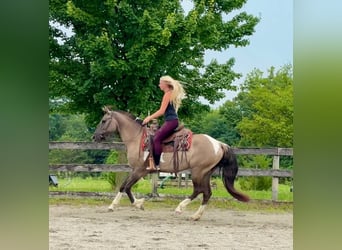 Friesen Mix, Stute, 4 Jahre, 152 cm, Schecke