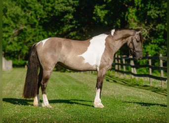 Friesen Mix, Stute, 4 Jahre, 152 cm, Schecke