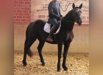 Friesen Mix, Stute, 4 Jahre, 154 cm