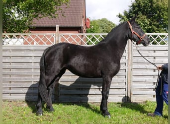 Friesen Mix, Stute, 4 Jahre, 154 cm