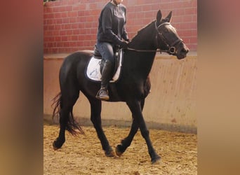 Friesen Mix, Stute, 4 Jahre, 154 cm