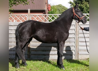 Friesen Mix, Stute, 4 Jahre, 154 cm