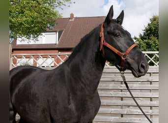 Friesen Mix, Stute, 4 Jahre, 154 cm