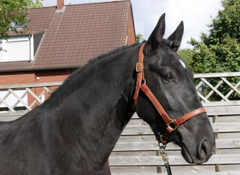 Friesen Mix, Stute, 4 Jahre, 154 cm
