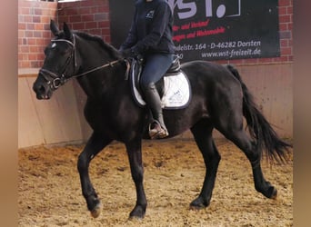 Friesen Mix, Stute, 4 Jahre, 154 cm