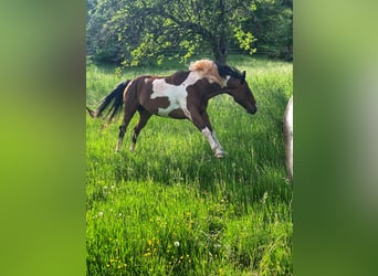 Friesen Mix, Stute, 4 Jahre, 155 cm, Brauner