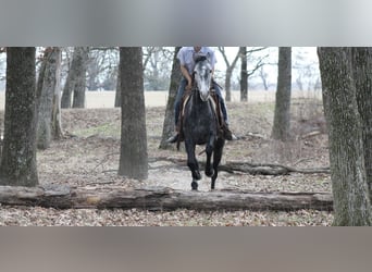 Friesen, Stute, 4 Jahre, 155 cm