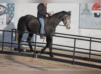 Friesen, Stute, 4 Jahre, 155 cm, Schimmel
