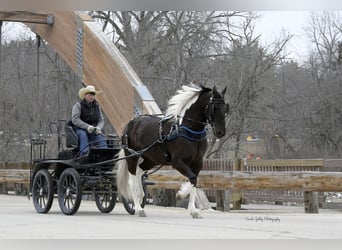 Friesen Mix, Stute, 4 Jahre, 157 cm, Schecke