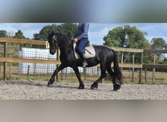 Friesen, Stute, 4 Jahre, 158 cm, Rappe