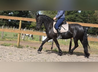 Friesen, Stute, 4 Jahre, 158 cm, Rappe
