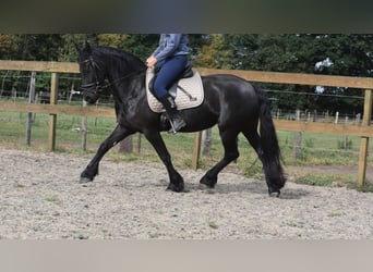 Friesen, Stute, 4 Jahre, 158 cm, Rappe