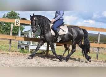 Friesen, Stute, 4 Jahre, 158 cm, Rappe