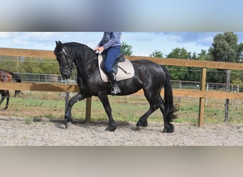 Friesen, Stute, 4 Jahre, 158 cm, Rappe