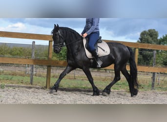 Friesen, Stute, 4 Jahre, 158 cm, Rappe