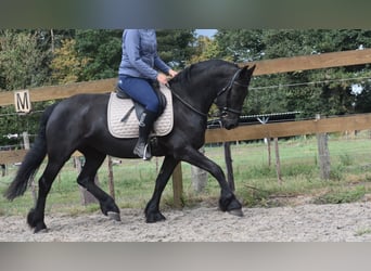 Friesen, Stute, 4 Jahre, 158 cm, Rappe
