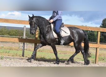 Friesen, Stute, 4 Jahre, 158 cm, Rappe