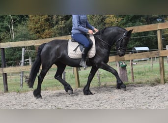 Friesen, Stute, 4 Jahre, 158 cm, Rappe