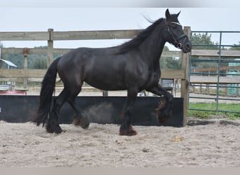 Friesen, Stute, 4 Jahre, 158 cm, Rappe