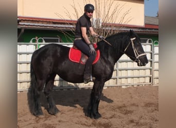 Friesen Mix, Stute, 4 Jahre, 158 cm, Rappe